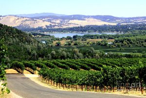 wine-country-california