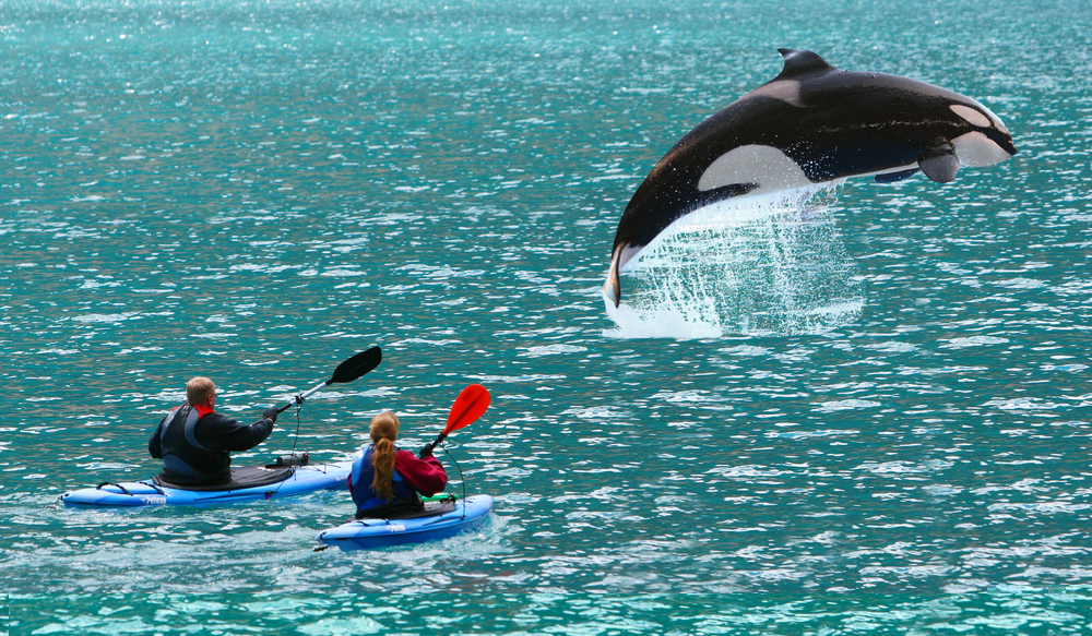 B E TravelsCan killer whales get aggressive on a kayaking Tour? - B E